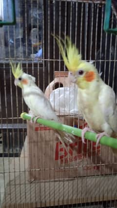 For