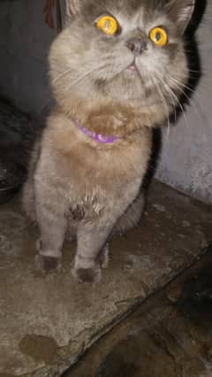 Persian cat for sale