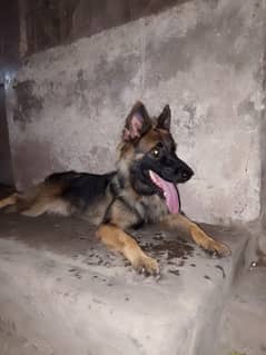 German shepherd dog