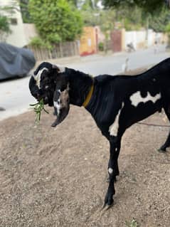 Pure Beetal Bakra
