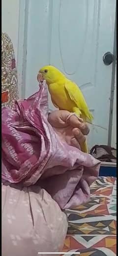 Yellow ringneck tame