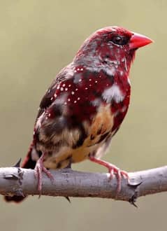 stawberry
