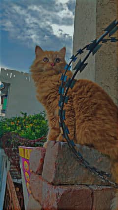 Cat for sale