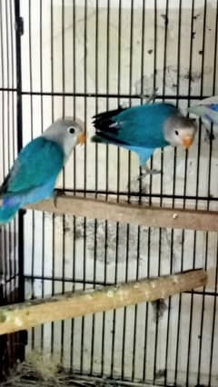 Lovebirds, Love birds pathay and Finches breeder