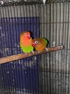 green Fisher breeder pair 100 percent