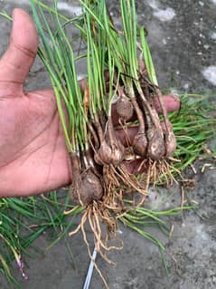 Rain Lily Bulbs