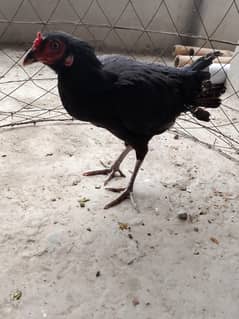 hen for sale
