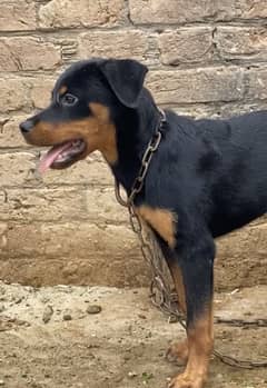 Rottweiler