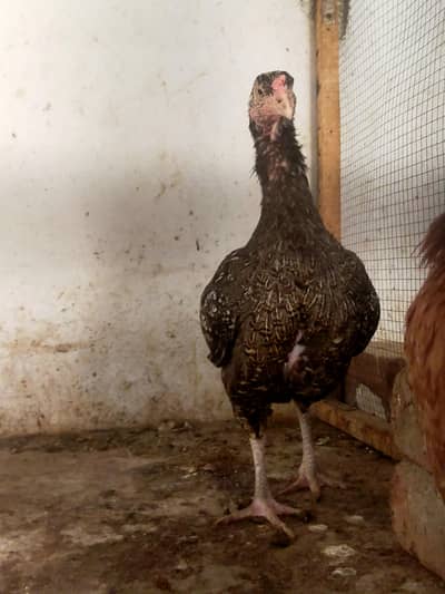 urgently sell 2 hens rs 7000