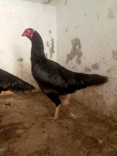 urgently sell 1  hen R s 2500 urgent sell