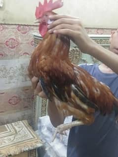 Desi Pair Daily Egss Bread
