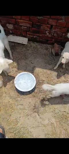 3 female Russian for sale location Faisalabad