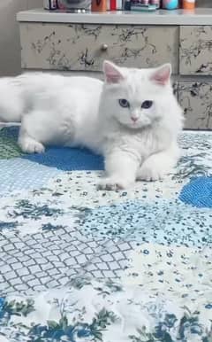 cute Persian cat odd eyes available
