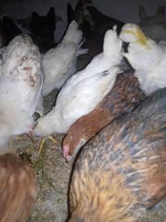 misri Chicks & hen