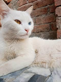 eyes 2 color cat