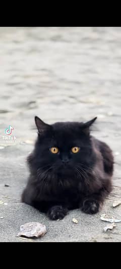 I'm selling my persian cat