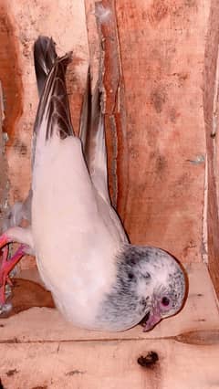 Pigeons ( per piece ) 500/-