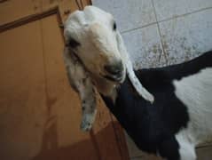 Bakra