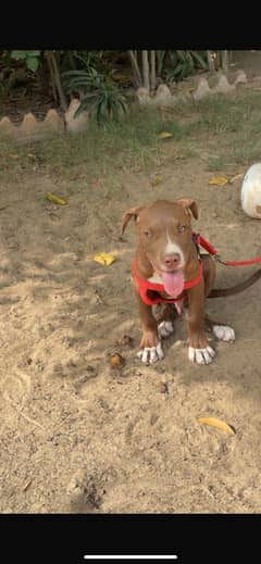 American pitbull