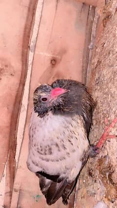 pigeons baby ( cross breed ) per piece 500/-