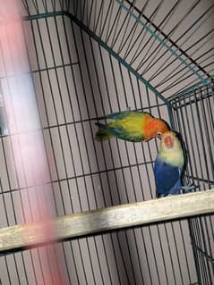 parblue opline parrot 