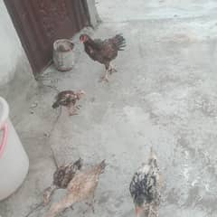 Aseel Murgha aur 3 aseel murghian aur 4 bachay for sale hain