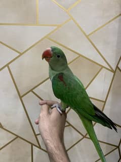 Raw parrot self Age 5 6 months 100% Male
