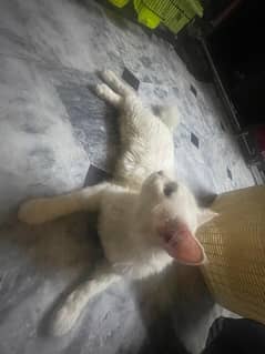 WHITE PERSIAN CAT