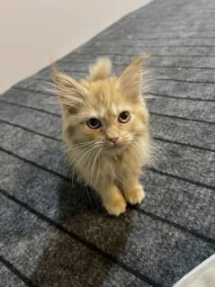 Persian cat 2 month old whatsapp[03488534060]