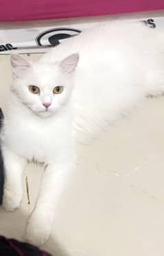 Persian