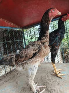 shamo or bantam pair exchange possible 03042776271