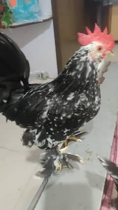 silkie