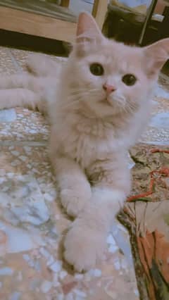 Persian cat baby