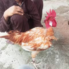 desi murga 2  for sale murgi pathi bhi mil jaye gi