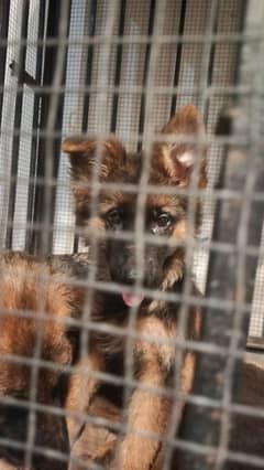 German shepherd long coat puppies contact no 03290455557