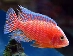 7 beautiful malawi chiclids