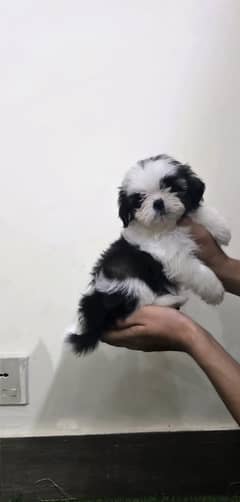 shitzu puppies available top quality 03115090318