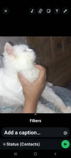 perssian cat
