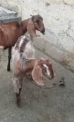 Bakri With female Kid