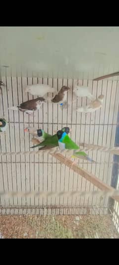 Comen
