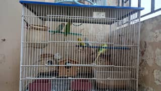 birds