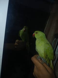 6 Months old