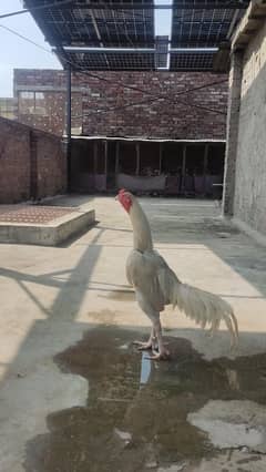 aseel hen #white hen