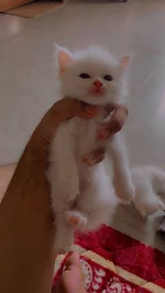 persian cat childs for sale