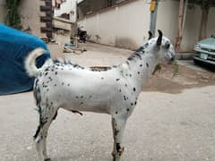 8 month goat male active and healthy