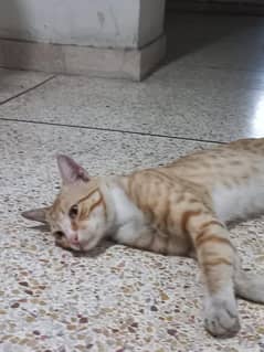 healthy ginger tabby  cat