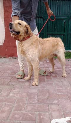 Golden retriever only for stud