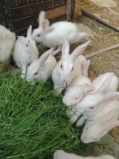 New Zealand white Rabbits