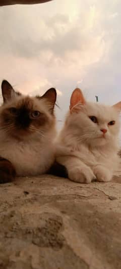Himalayan cat and 4 kids