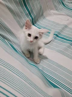 perisan kitten for sale